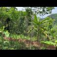 Tanah Untuk Kebun Buah 150 Juta Karanganyar 
