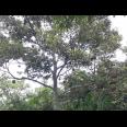 Kebun Durian 1500m² Tepi Jl Ngargoyoso Karanganyar 