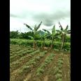 TANAH UNTUK PERUMAHAN DAN PERMUKIMAN DEKAT GT. PAMULIHAN TANJUNGSARI SUMEDANG