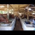 Lahan peternakan lengkap dgn kandang sapi, kambing, ayam, kolam, kebun