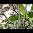 Tanah Kebun Durian 8594m² Siap Panen Karanganyar 