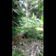 TANAH VIEW KOTA BANDUNG UNTUK RUMAH VILLA DAN KEBUN PRODUKTIF  DI UJUNG BERUNG