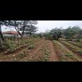 TANAH 1023 M2 BONUS RUMAH SERASA VILLA   SUASANA PEDESAAN DEKAT STASIUN WHOOSH TEGALLUAR BANDUNG