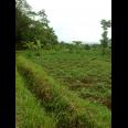 TANAH UNTUK PERUMAHAN DAN PERMUKIMAN DEKAT GT. PAMULIHAN TANJUNGSARI SUMEDANG