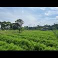 Tanah 2528m² Bonus Gudang Kawasan Wisata Karanganyar 