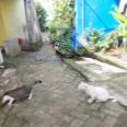 Jual Rumah di Pondok Aren Dekat Transpark Bintaro, Trans Snow World, Pasar Ceger, STAN Bintaro