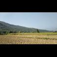 Jual Tanah Kavling Sawah Produktif View Pegunungan 250 m2 Hanya 99jt di Jonggol Bogor