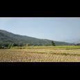 Jual Tanah Kavling Sawah Produktif View Pegunungan 250 m2 Hanya 99jt di Jonggol Bogor