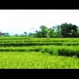 DiJual Tanah Sawah Prospek di Cianjur Puncak Bogor