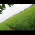 Dijual Tanah Sawah Murah 70.000 Per Meter Luas 8000 Meter di Pebayuran Bekasi 