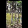 Tanah Kebun berisi Pohon Kelapa Di  Kabupaten Gorontalo