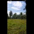Tanah Kebun berisi Pohon Kelapa Di  Kabupaten Gorontalo