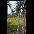 Tanah Kebun berisi Pohon Kelapa Di  Kabupaten Gorontalo