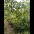 TANAH PEKARANGAN MURAH di sedayu
