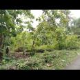 TANAH PEKARANGAN MURAH di sedayu
