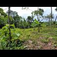 Tanah Kebun Jati 250 Juta Mojogedang Karanganyar