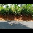 Kebun Durian Hanya 160jt Mojogedang Karanganyar