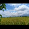 Dijual Sawah Produktif 3500m² Kedawung Sragen