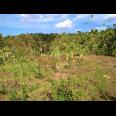 Tanah 17 Hektar Mojogedang Karanganyar