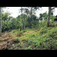Tanah Kebun Durian 2000m2  Siap Panen Mojogedang Karanganyar 