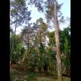 Dijual Kebun Durian 1100m² Mojogedang Karanganyar