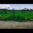 Sawah Produktif Barat Pasar Karangpandan Karanganyar Sawah Produktif Barat Pasar Karangpandan Karanganyar