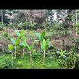 Tanah Pekarangan 2452m² Ngargoyoso karanganyar