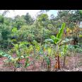 Tanah Pekarangan 2452m² Ngargoyoso karanganyar
