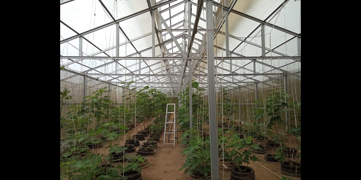 DIJUAL LAHAN KEBUN HOLTIKULTURA BUAH NAGA & TIN LINGKAR SELATAN, CILEGON DIJUAL LAHAN KEBUN HOLTIKULTURA BUAH NAGA & TIN LINGKAR SELATAN, CILEGON