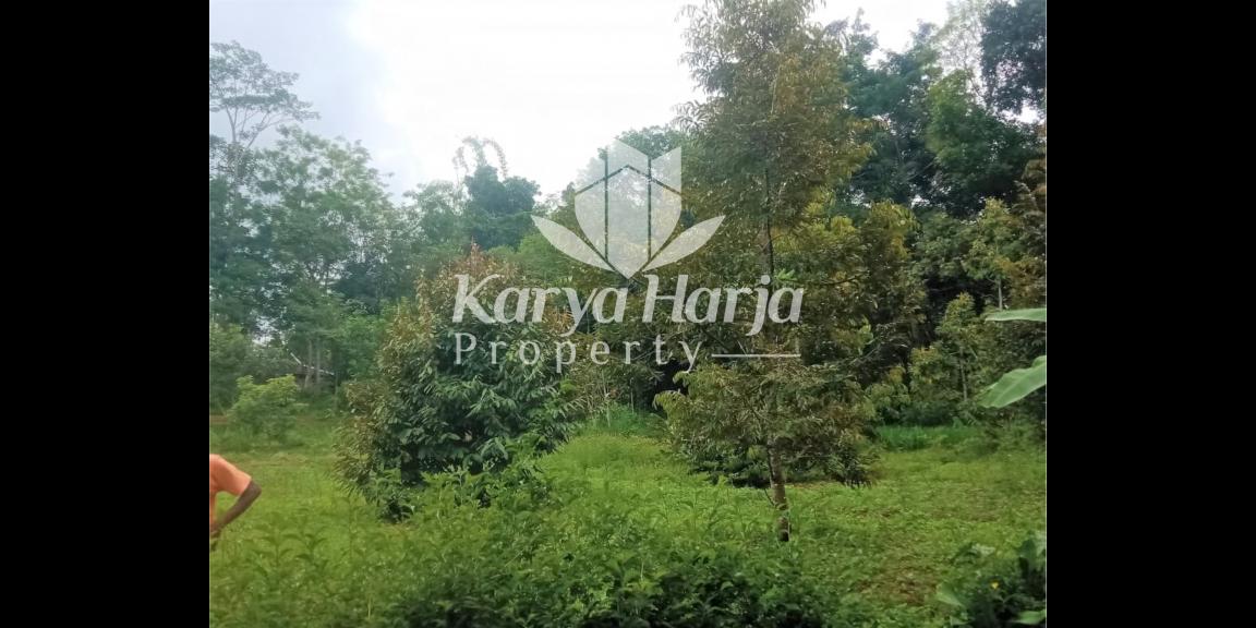 Kebun Durian Produktif Karangpandan Karanganyar Kebun Durian Produktif Karangpandan Karanganyar