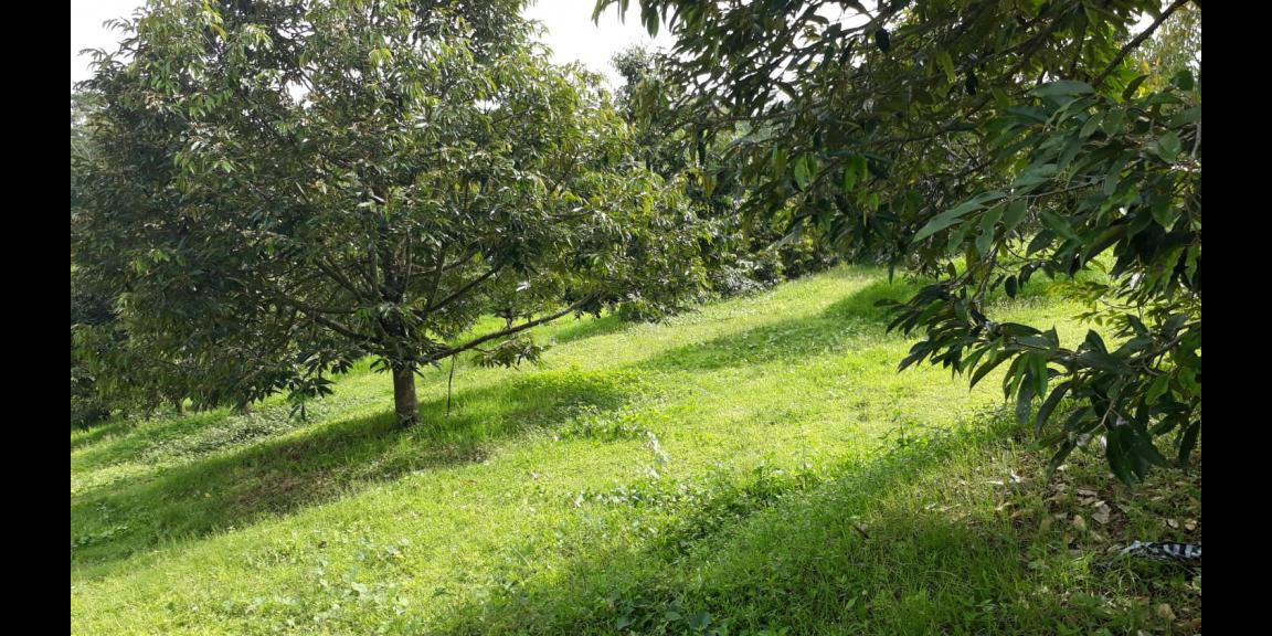 Kebun Durian Produktif 2,5 Hektar Karanganyar Kebun Durian Produktif 2,5 Hektar Karanganyar