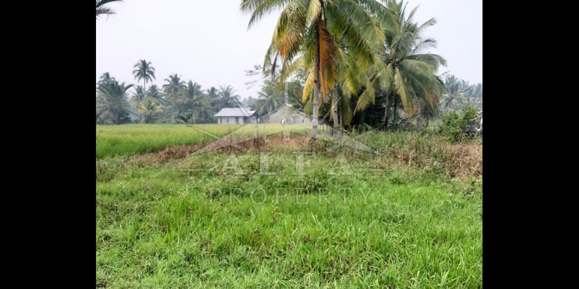 Tanah Dijual Pal 13 Kakap Kalimantan Barat Tanah Dijual Pal 13 Kakap Kalimantan Barat