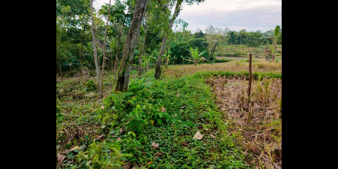 Dijual Tanah Kebun Jati Pekarangan Mojogedang Karanganyar Dijual Tanah Kebun Jati Pekarangan Mojogedang Karanganyar