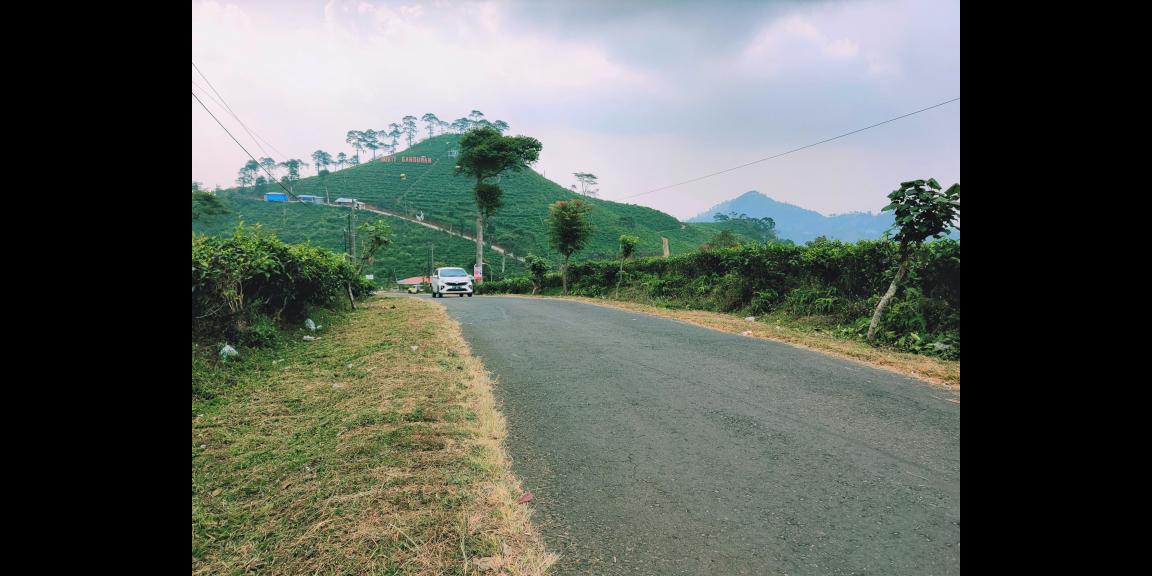 Dijual Tanah View Kebun Teh Kemuning Ngargoyoso Karanganyar Dijual Tanah View Kebun Teh Kemuning Ngargoyoso Karanganyar