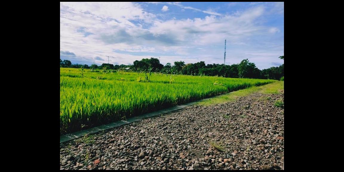 Tanah Sawah Subur Mojogedang Karanganyar Tanah Sawah Subur Mojogedang Karanganyar