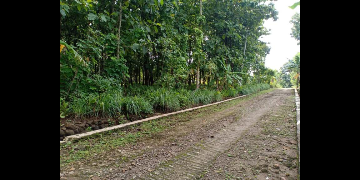 Tanah Subur Kebun Jati Sambirejo Sragen Tanah Subur Kebun Jati Sambirejo Sragen