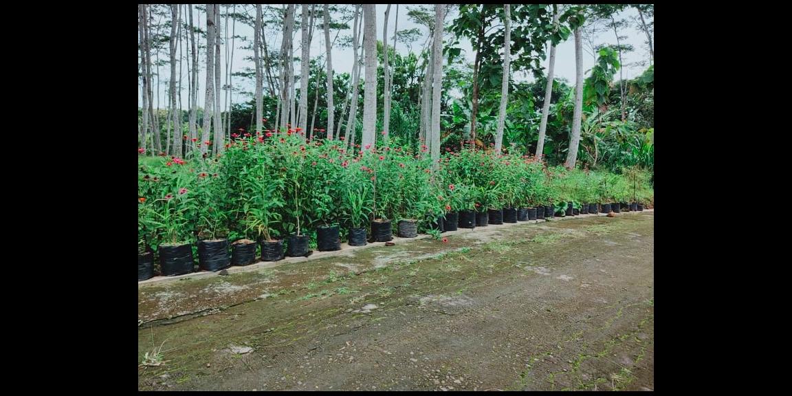 Tanah 1000m² Strategis Dibangun Vila Mojogedang Karanganyar Tanah 1000m² Strategis Dibangun Vila Mojogedang Karanganyar