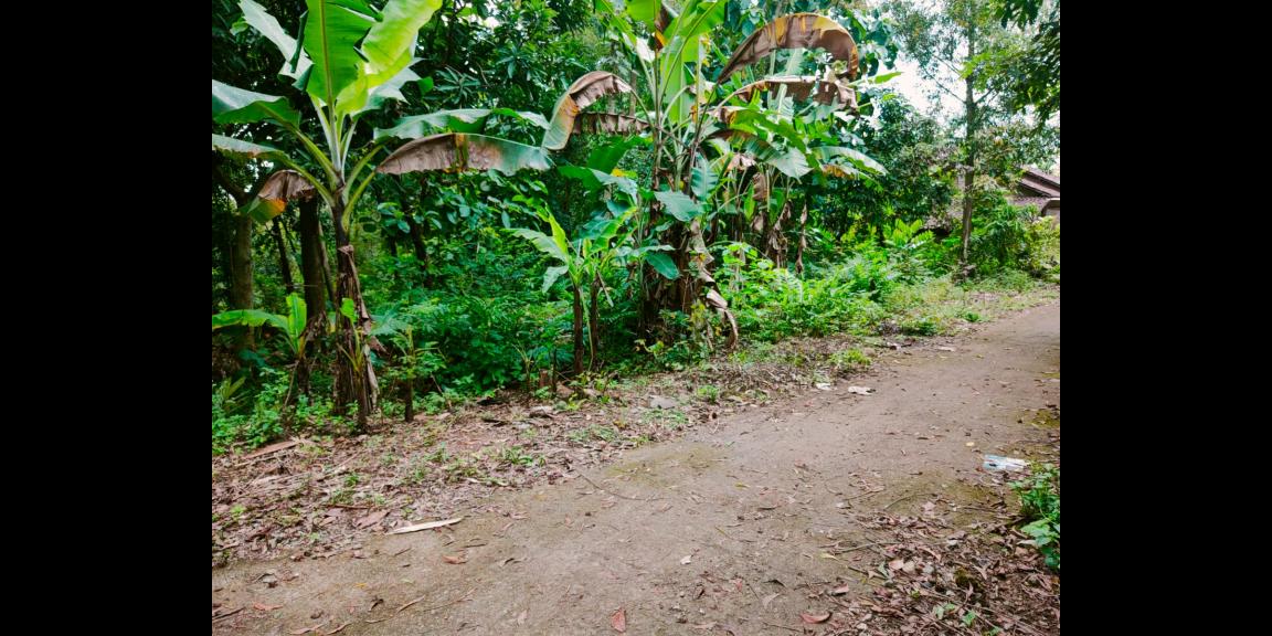 Tanah Cocok untuk Kebun Buah Masaran Sragen Tanah Cocok untuk Kebun Buah Masaran Sragen
