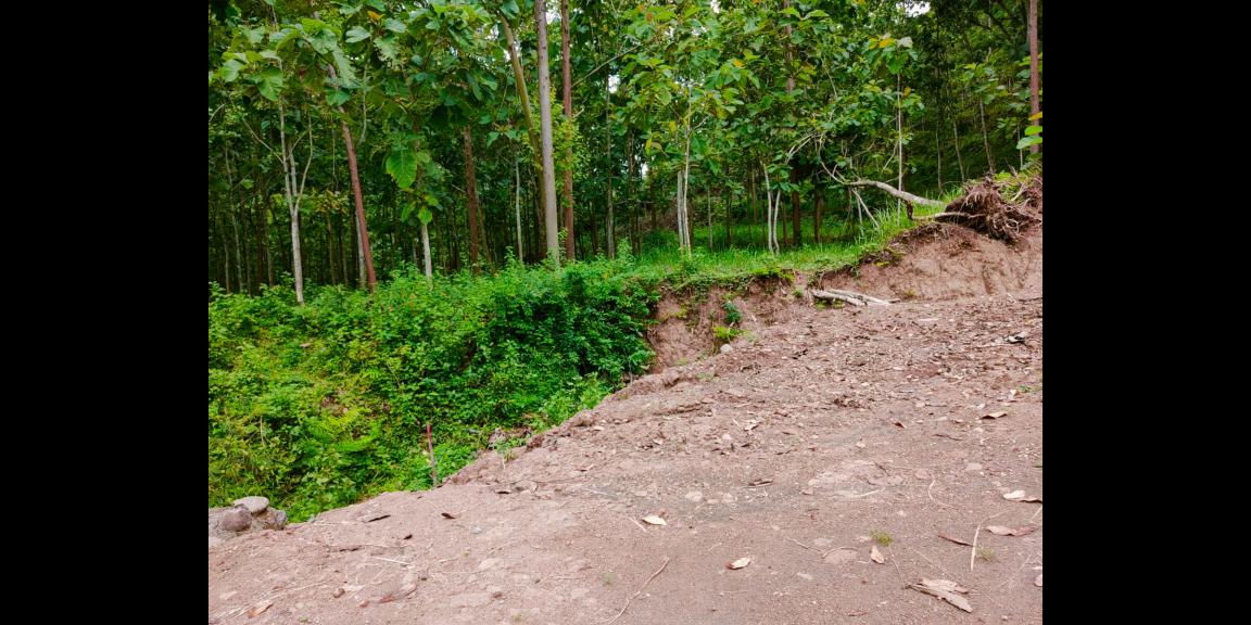 Tanah Kebun Jati 5419m² Sambirejo Sragen Tanah Kebun Jati 5419m² Sambirejo Sragen