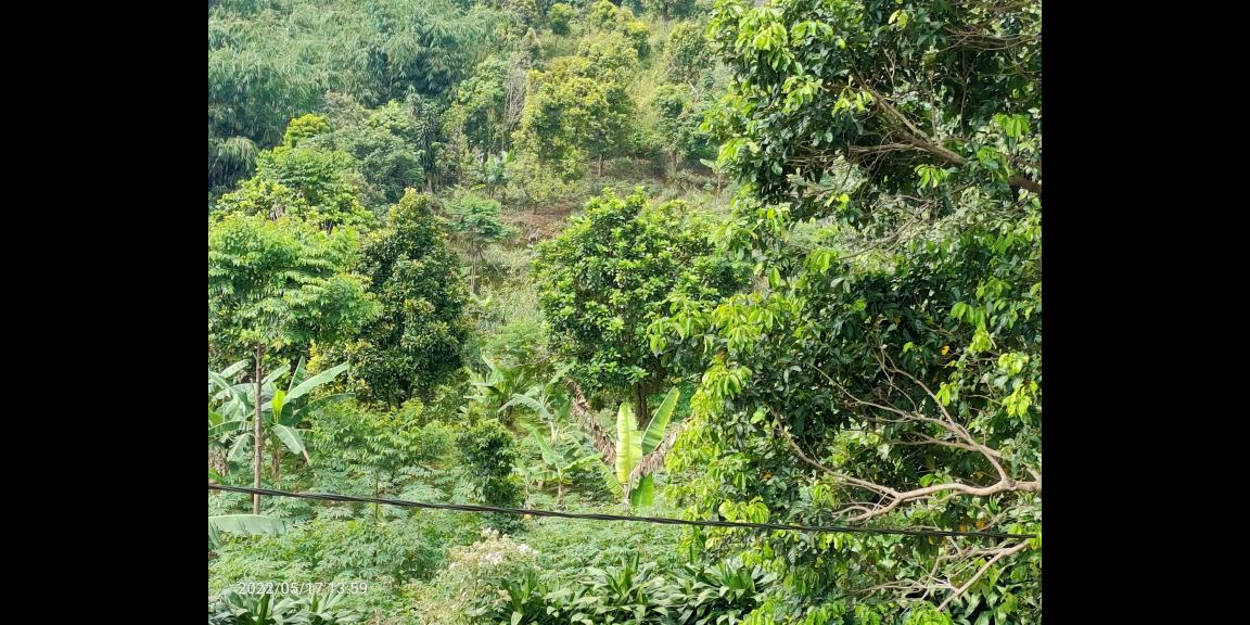 Jual Tanah di dataran tinggi Cijeruk Bogor View Indah Kota Bogor, Sentul dan Gunung Gede Jual Tanah di dataran tinggi Cijeruk Bogor View Indah Kota Bogor, Sentul dan Gunung Gede