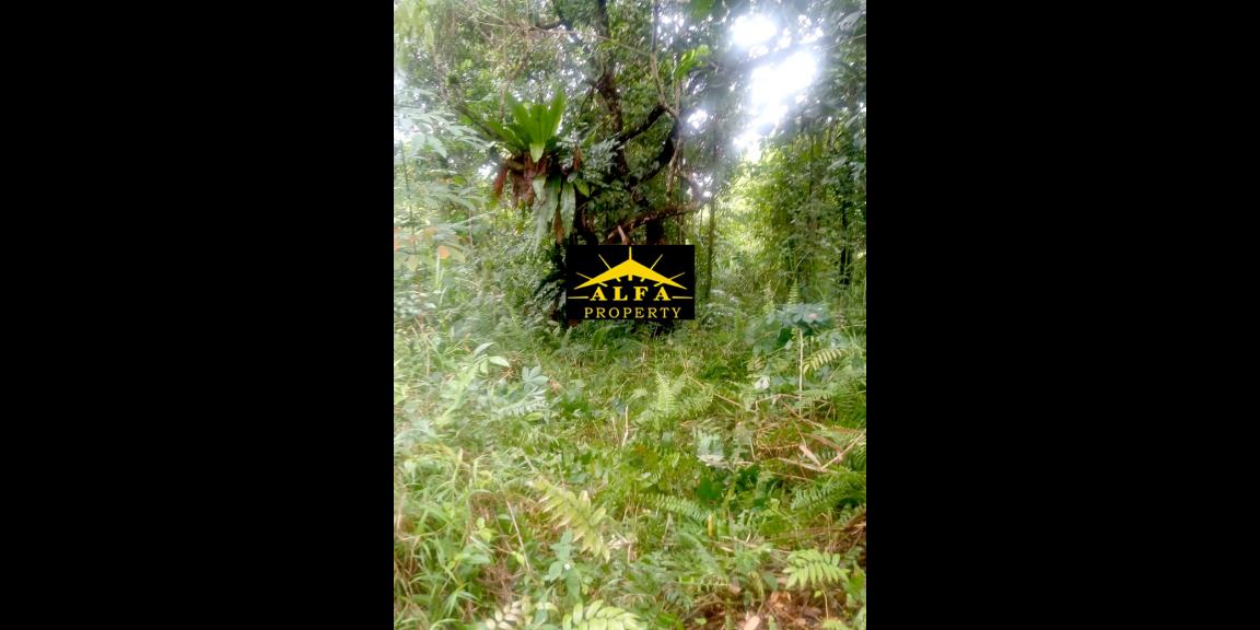 Tanah Gg. Ringin Sari, Pontianak, Kalimantan Barat Tanah Gg. Ringin Sari, Pontianak, Kalimantan Barat