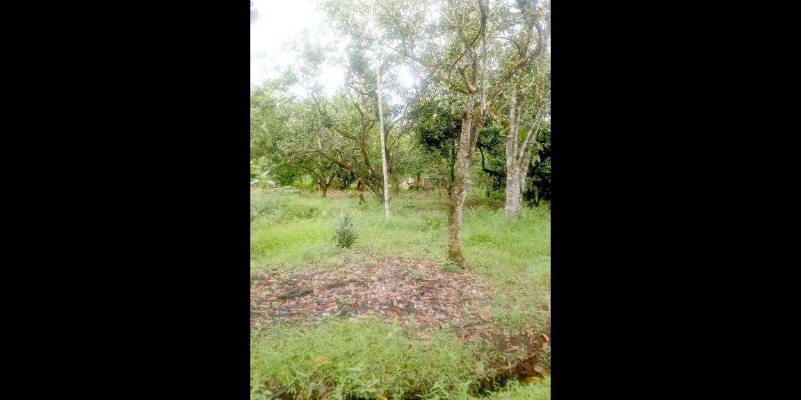 Tanah Gg. Ringin Sari, Pontianak, Kalimantan Barat Tanah Gg. Ringin Sari, Pontianak, Kalimantan Barat