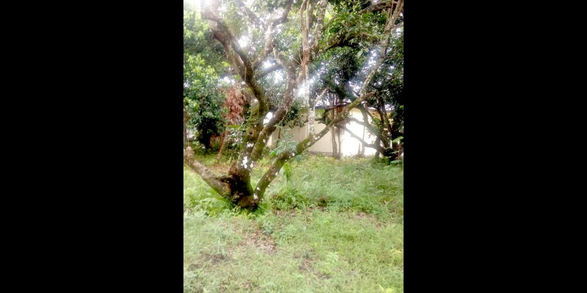 Tanah Gg. Ringin Sari, Pontianak, Kalimantan Barat Tanah Gg. Ringin Sari, Pontianak, Kalimantan Barat