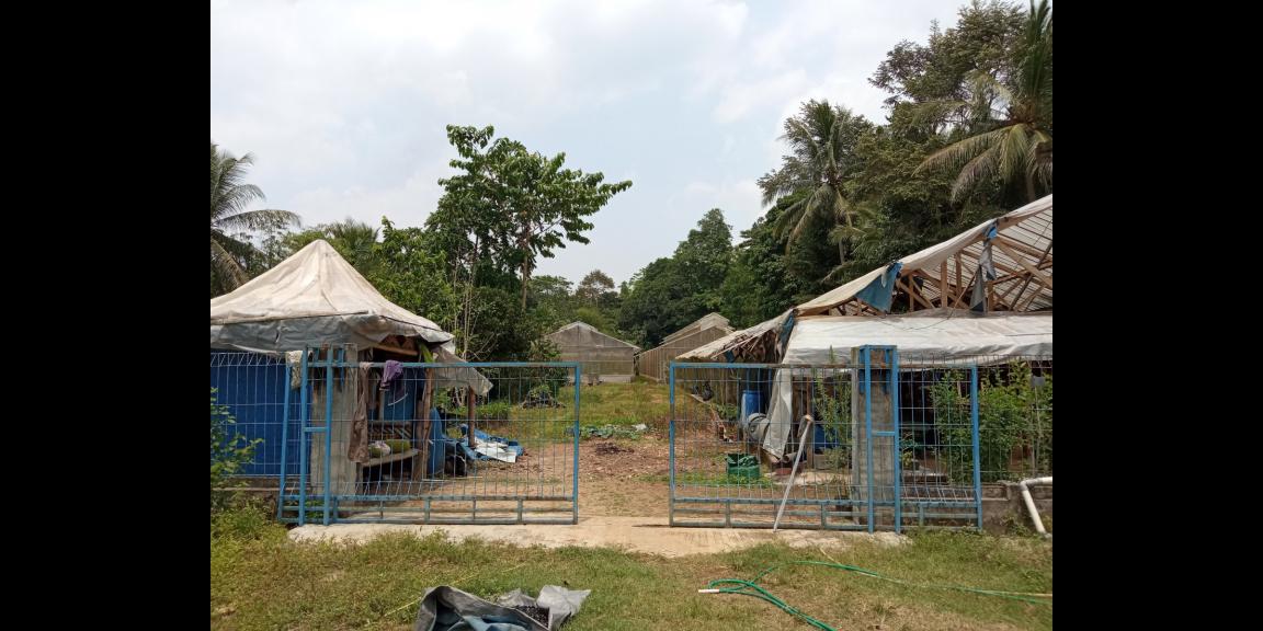 DIJUAL LAHAN KEBUN HOLTIKULTURA BUAH NAGA & TIN LINGKAR SELATAN, CILEGON DIJUAL LAHAN KEBUN HOLTIKULTURA BUAH NAGA & TIN LINGKAR SELATAN, CILEGON