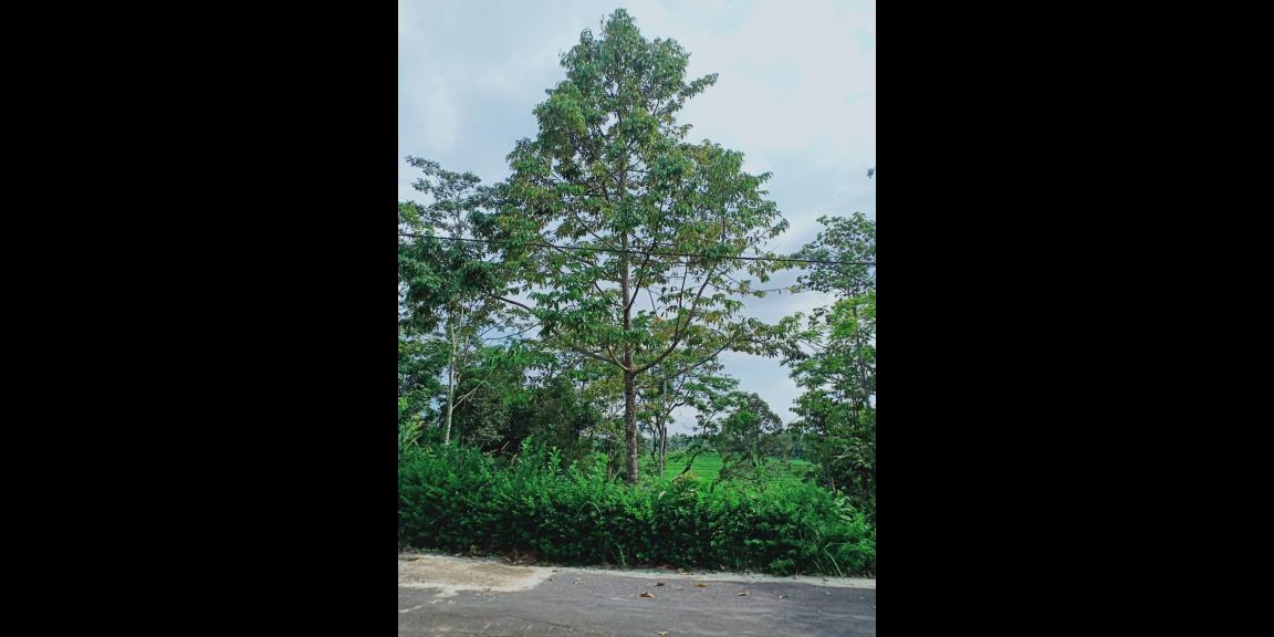 Tanah Bonus Pohon Durian Cocok dibangun Villa Karangpandan Karanganyar Tanah Bonus Pohon Durian Cocok dibangun Villa Karangpandan Karanganyar