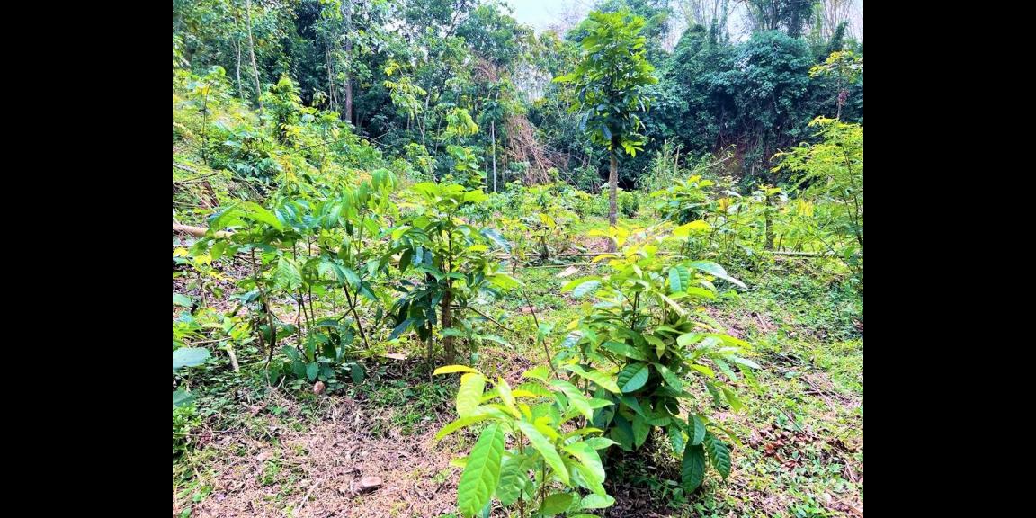 Tanah 2000m² Dekat Sungai Karanganyar Tanah 2000m² Dekat Sungai Karanganyar