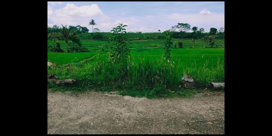 Tanah Strategis Dataran Tinggi View Sawah Karangpandan Karanganyar Tanah Strategis Dataran Tinggi View Sawah Karangpandan Karanganyar