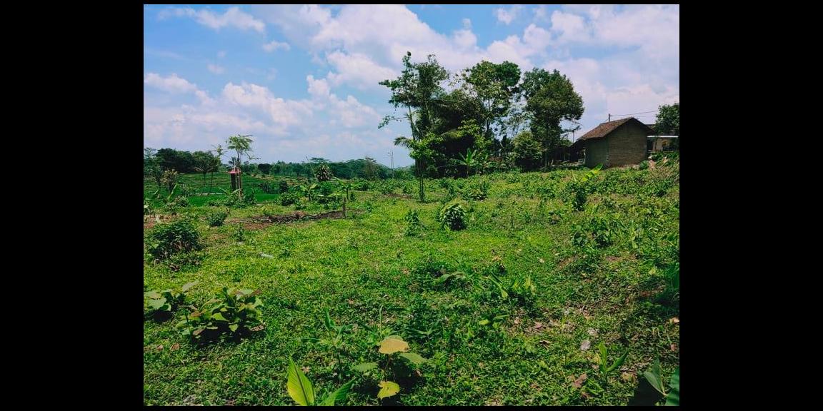Tanah Strategis Dataran Tinggi View Sawah Karangpandan Karanganyar Tanah Strategis Dataran Tinggi View Sawah Karangpandan Karanganyar