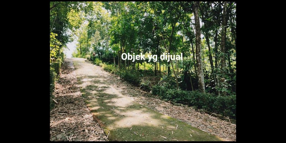 Tanah Subur Sentra Kebun Durian Mojogedang Karanganyar Tanah Subur Sentra Kebun Durian Mojogedang Karanganyar