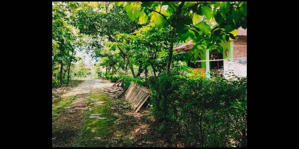 DIJUAL TANAH KEBUN JATI DEKAT PASAR KEDAWUNG SRAGEN DIJUAL TANAH KEBUN JATI DEKAT PASAR KEDAWUNG SRAGEN